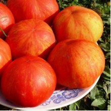 Редкие сорта томатов Полосатый Персик